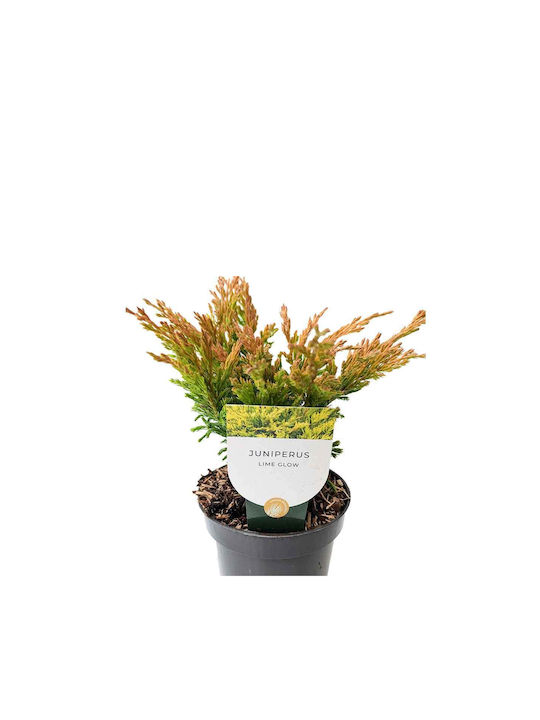 Juniperus 'limeglow' 10.5cm