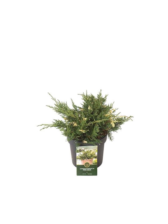 Juniperus 'White Splash' 19 cm