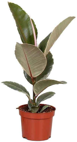 Ficus 'tineke' 12cm
