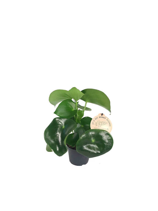 Peperomia Raindrop 12cm Peperomia Raindrop 12cm
