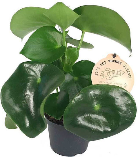 Peperomia 'raindrop' 12cm