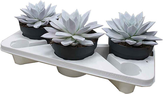 Echeveria 'mexican Giant' 17cm