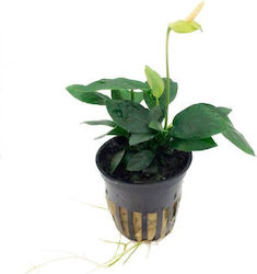 Anubias Barteri Var Nana