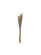 Dried Plant 60cm 50pcs Nuova Vita