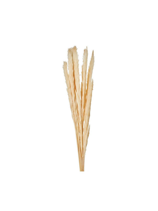 Αποξηραμένο Φυτό Pampas grass Εκρού 15τμχ Nuova Vita Αποξηραμένο Φυτό Pampas grass Εκρού 15τμχ Nuova Vita