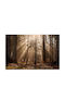 Fototapet Modern pentru Living Pădure Copaci Soare 148x220