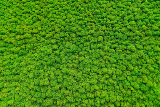 Contemporary Wall Mural Living Room Green Moss Weed 148x220