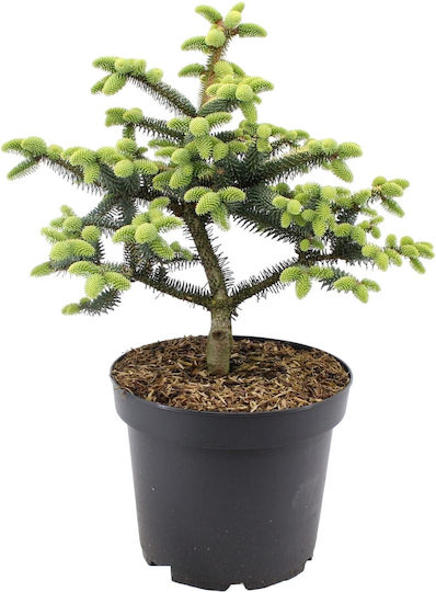 Spanish Fir "Abies Pinsapo Bonsai" 10 Seeds