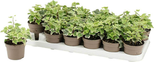 Hedera 'White Wonder' 8,5 cm Hedera 'White Wonder' 8,5 cm