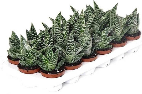 Aloe Variegata 8.5cm Aloe Variegata 8.5cm