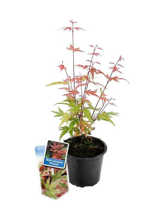 Acer 'phoenix' 10.5cm