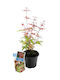Acer 'Phoenix' 10,5 cm