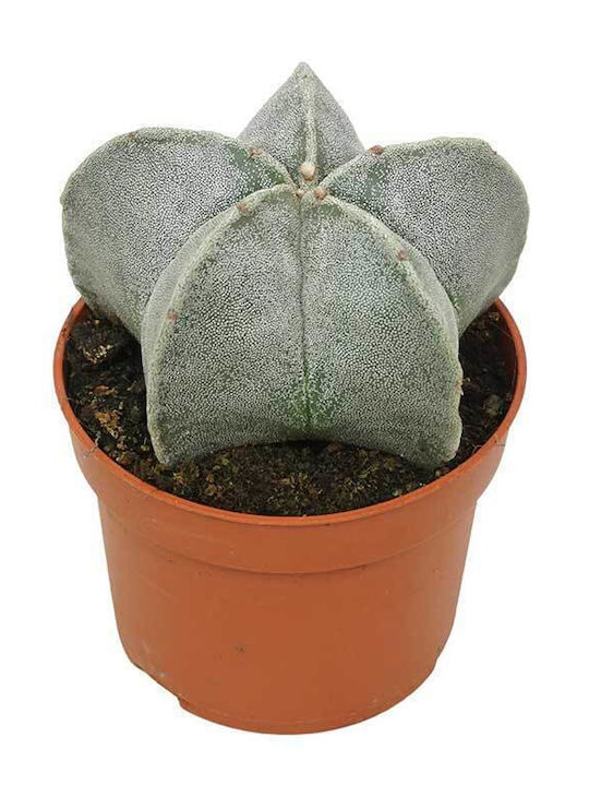 Astrophytum Myriostigma 10.5cm