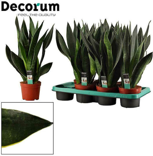 Sansevieria 'black Diamond' 12cm