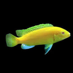 Labidochromis Caeruleus Albino 10-12cm