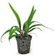 Cryptocoryne Balansae