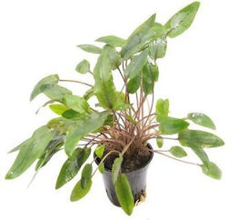 Cryptocoryne Mollmani