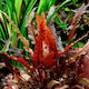 Cryptocoryne Walkerii