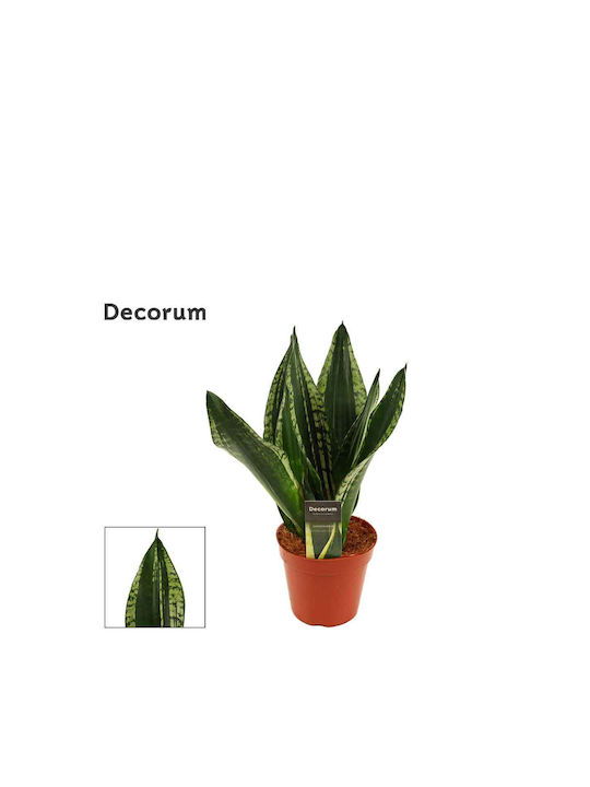 Sansevieria 'grey Stripe' 14cm | Skroutz.gr