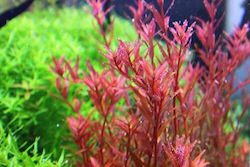 Rotala "gia Lai"