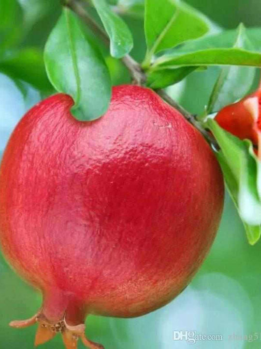 Pomegranate Tree Large Sweet Fruits