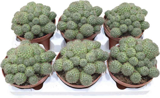 Rebutia Nitida 13cm Rebutia Nitida 13cm