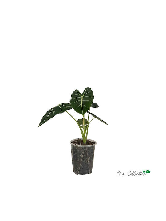 Alocasia 'frydek' 16cm