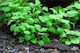 Lobelia Cardinalis Mini
