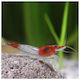 Red Rilli Shrimp 1.5-2cm