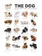 Poster Hundewelpen 61 x 91,5 cm