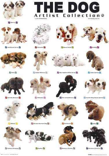 Poster Dog Puppies 61 X 91.5 Cm