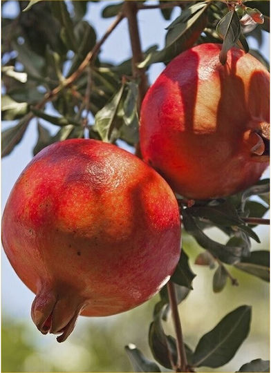 Δέντρο Ροδια Wonderful Γουόντερφουλ