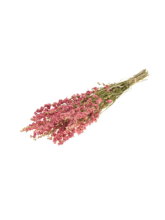 Dried Plant Delphinium Natural Pink Fankon Flowers