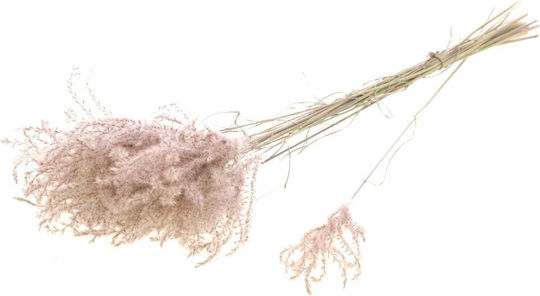 Αποξηραμένο Φυτό Fluffy Reed Grass Natural Pink Fankon Flowers