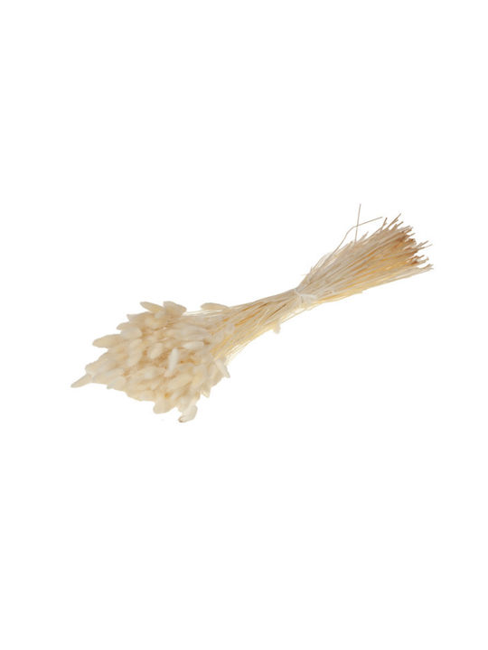 Αποξηραμένο Φυτό Lagurus ovatus Bleached White Fankon Flowers