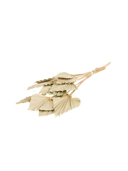 Dried Plant Palmspear Natural 10pcs Fankon Flowers