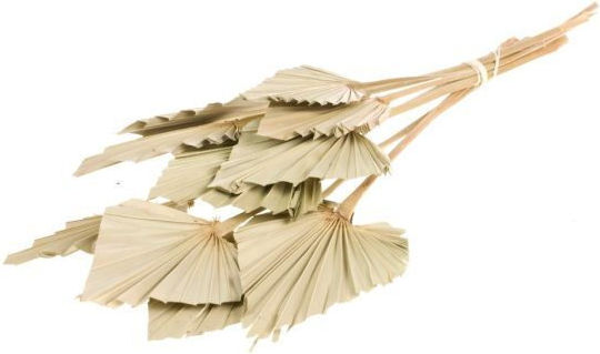 Fankon Flowers Αποξηραμένο Φυτό Palmspear 10τμχ