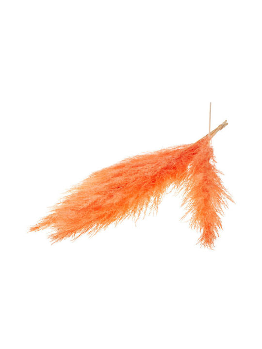 Dried Plant Pampas Grass Burnt Orange 5pcs Fankon Flowers
