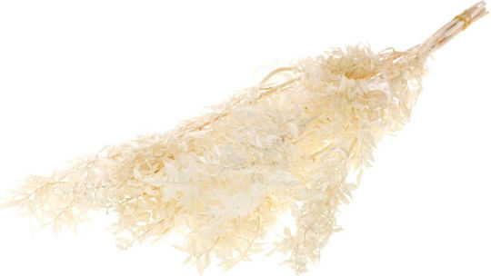 Dried Plant Ruscus Preserved Bleached White Fankon Flowers