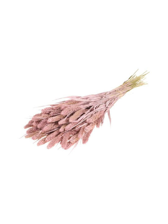 Dried Plant Setarea Pink Misty Fankon Flowers