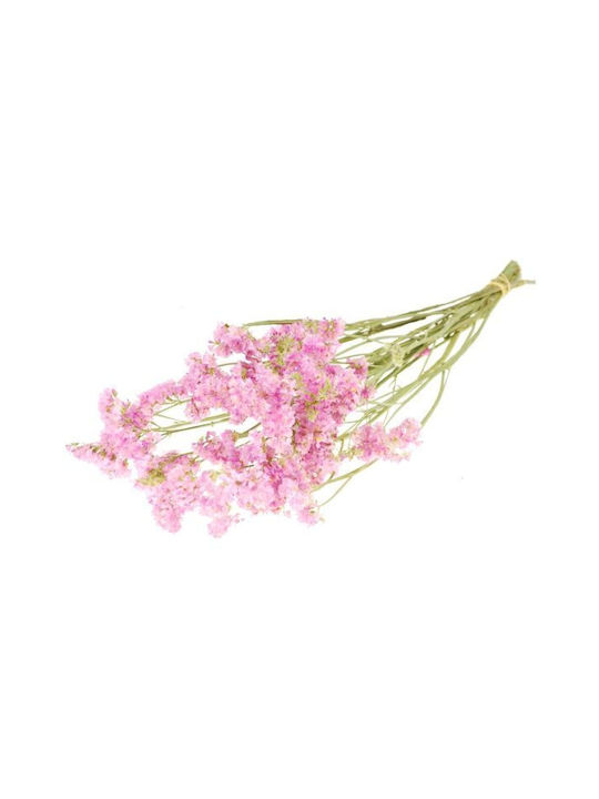 Getrocknete Pflanze Sinuata Natural light pink Fankon Flowers