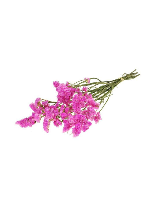 Getrocknete Pflanze Sinuata Natural Pink Fankon...