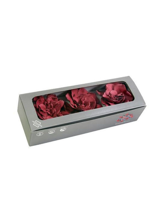 Ewige Rose Cranberry in Box 3Stück Fankon Flowers