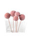 Getrocknete Pflanze Craspedia Preserved Blush 5Stück Fankon Flowers