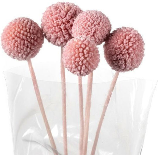 Dried Craspedia Preserved Plant Blush 5 Pieces Fankon Flowers