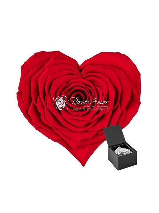 Ewige Rose Rot Fankon Flowers