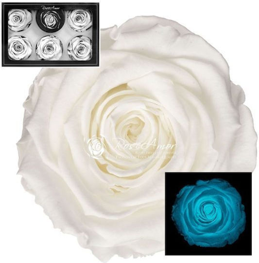 Вечно роза Glow Tiffany White 6бр Fankon Flowers