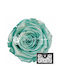 Ewige Rose Pearl Tiffany Blue 6Stück Fankon Flowers