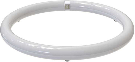 Redled LED крушка 26W Тип Флуоресцентни за фасунга G10Q и форма T9 Хладно бяло 2860лм