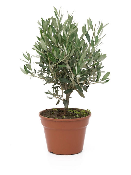 Olive Tree Olea Europaea Bonsai